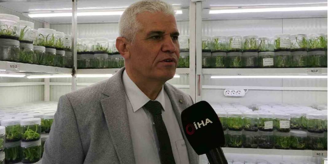 Toprakta kendiliğinden yetişiyor, toplanmasına izin verilmiyor! Laboratuvarda çoğaltılıyor 5